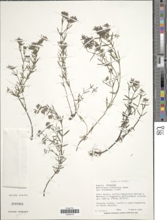 Otiophora lebruniana image