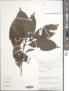 Psychotria schweinfurthii image