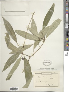 Psychotria lanceifolia image