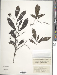 Psychotria alsophila image