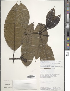 Faramea papirifolia image