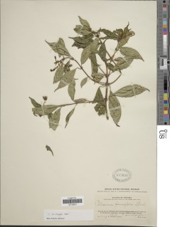 Palicourea pauciflora image