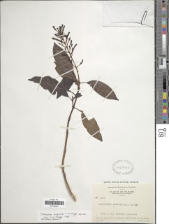 Image of Palicourea purpurea