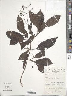 Psychotria zombamontana image
