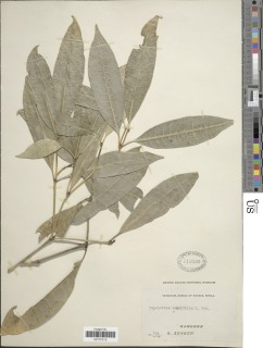 Psychotria lanceifolia image