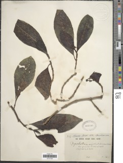 Psychotria articulata image