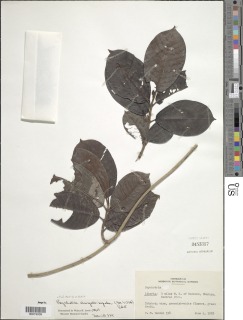 Psychotria brassii image
