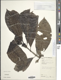 Psychotria biaurita image