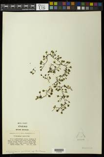 Didymoglossum punctatum subsp. floridanum image
