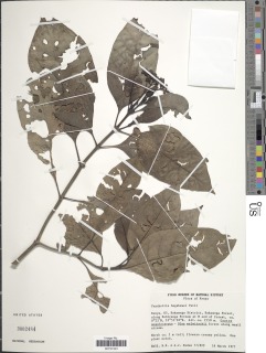 Image of Psychotria bagshawei