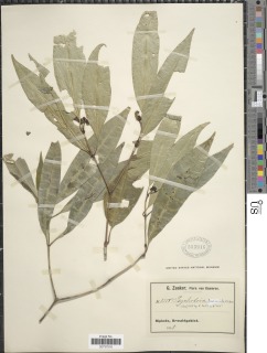 Image of Psychotria lanceifolia