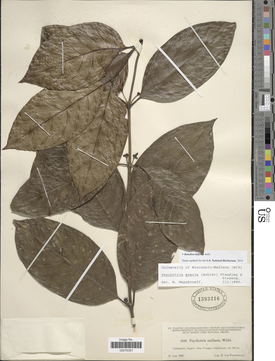 Ronabea latifolia image