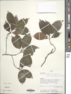 Psychotria brassii image
