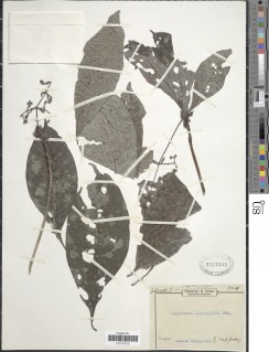 Psychotria latistipula image