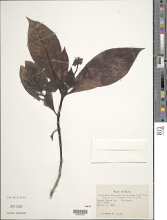 Psychotria bidentata image