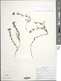 Otiophora caerulea image
