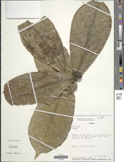 Image of Rudgea hemisphaerica