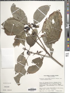 Psychotria peduncularis image