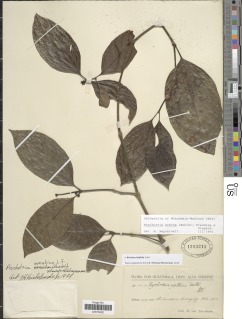 Ronabea latifolia image