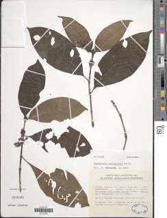 Image of Psychotria latistipula