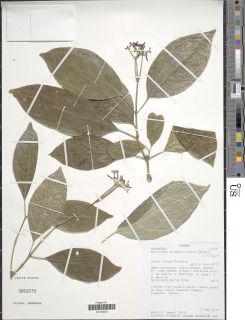 Image of Palicourea roseocremea