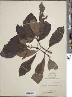 Image of Psychotria ebensis