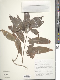 Triainolepis africana image