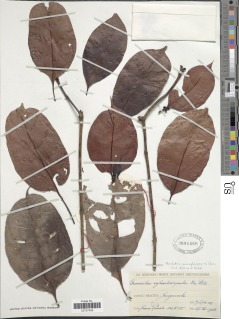 Psychotria cyanopharynx image