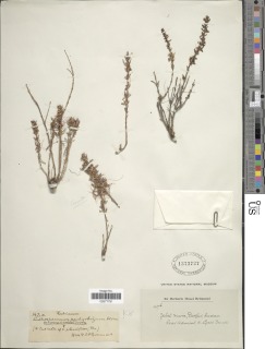 Anthospermum pachyrrhizum image