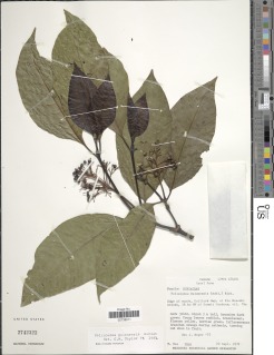 Palicourea guianensis image