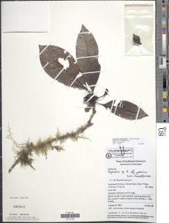Psychotria bakossiensis image