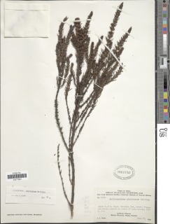 Image of Anthospermum whyteanum