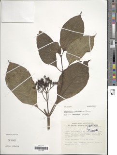 Psychotria brachyantha image