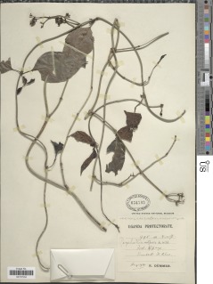 Psychotria ealaensis image