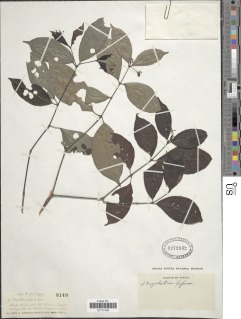 Psychotria bifaria image