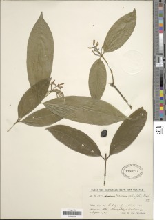 Image of Faramea multiflora