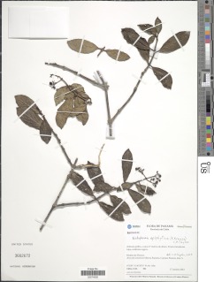 Notopleura epiphytica image