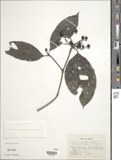 Psychotria fernandopoensis image