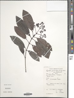 Psychotria zombamontana image
