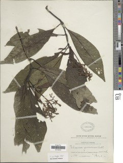 Palicourea guianensis image