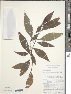 Triainolepis africana subsp. hildebrandtii image