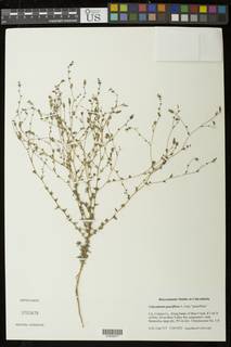Calycadenia pauciflora image