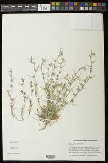 Calycadenia villosa image
