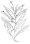 Campanulaceae - Hippobroma longiflora 