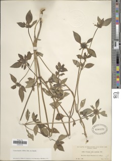 Crusea hispida var. hispida image