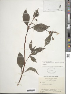 Crusea coccinea var. chiriquensis image