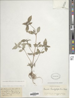 Crusea longiflora image