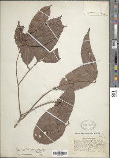 Pouteria cayennensis image