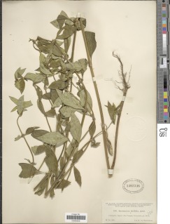 Image of Borreria latifolia
