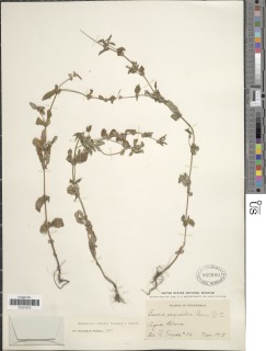 Spermacoce ovalifolia image